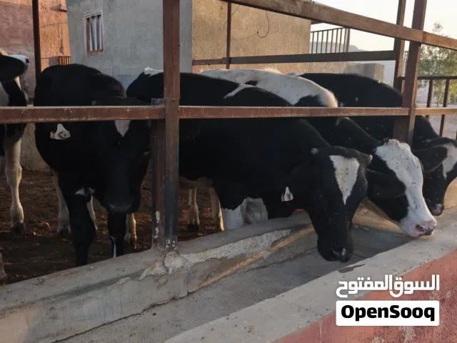 عجول بلدي للبيع