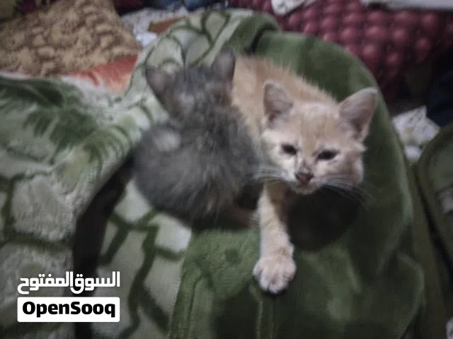 قطوسة كيوت تهبل معاها اختها الصيغرة