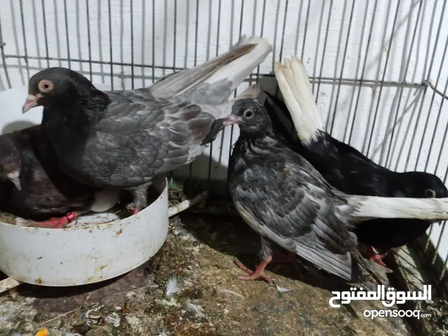 جوز حمام قلاب لوت نخب للبيع