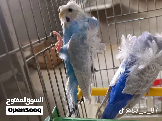 كوبية هكورمو