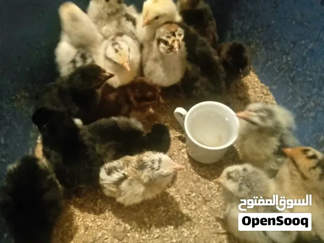 السلام عليكم ورحمه لله وبركاته في كتكوت ربي يبارك
