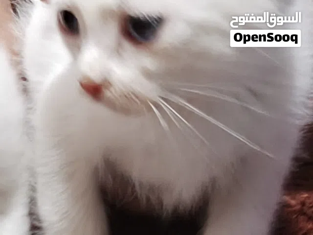 قطط صغار للبيع جدا لطيفات ولعوبات سعرهم اثنينهم 20 الف