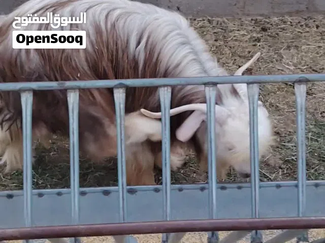 تيس للبيع قريب سنتين