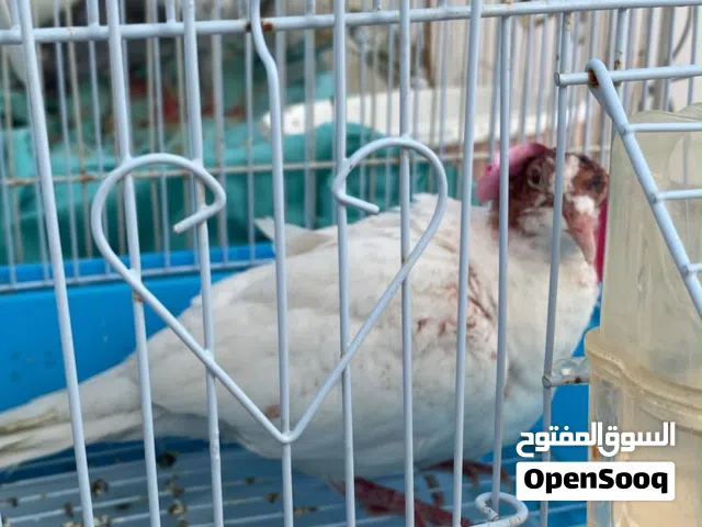 السلام عليكم