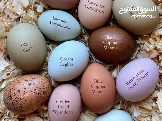 بيض دجاج مخصب للسلالات الانجليزية والامريكية