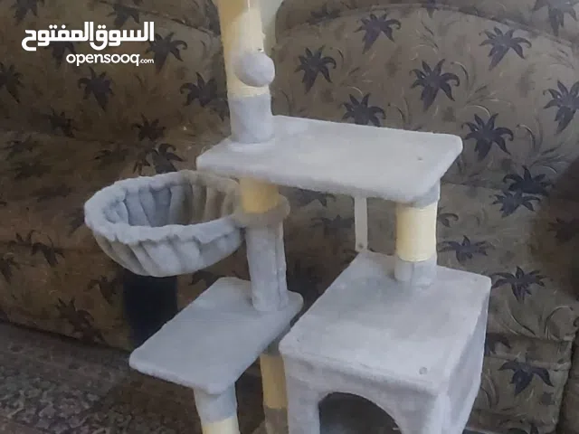 خداشه قطط للبيع