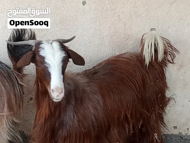 جدي لابيع بقيمة 90ریال