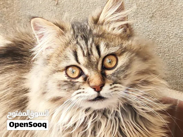 قط شيرازي للبيع