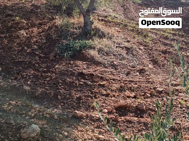 مزرعة مميزة بالصبيحي