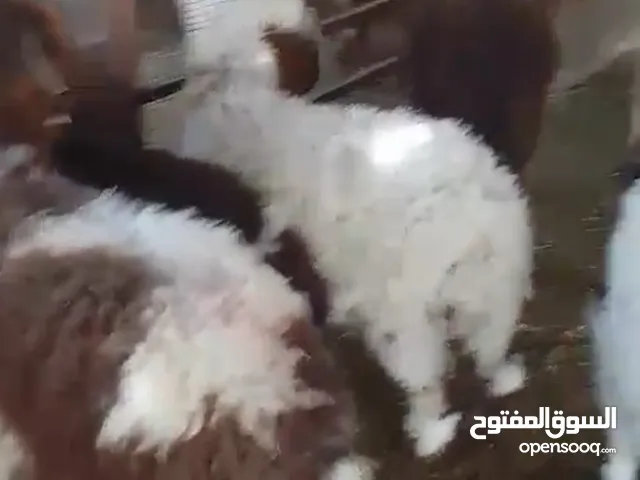 هرافي طيبه انتاج العزبه لبانيه