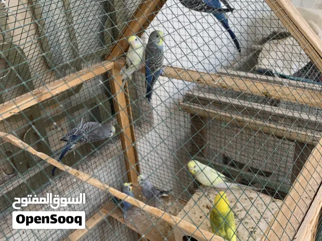 طيور الحب للبيع