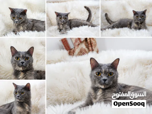 (Urgent عاجل) British Short Hair for Adoption - بريتيش شورت هير  للتبني