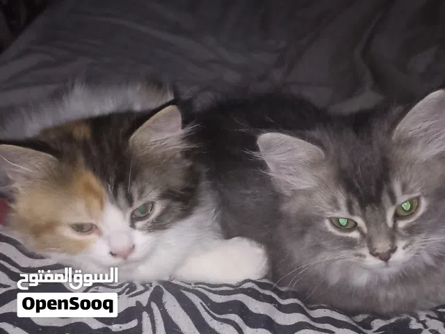 اربع قطط للتبني عمرهم 3 شهور
