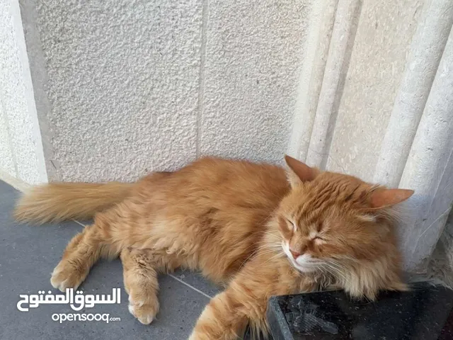 قط مكس شيرازي للتبني