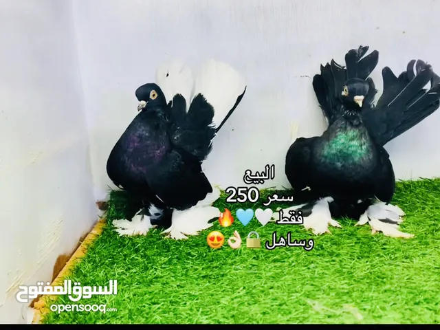 كوبيه روسي للبيع السعر 250