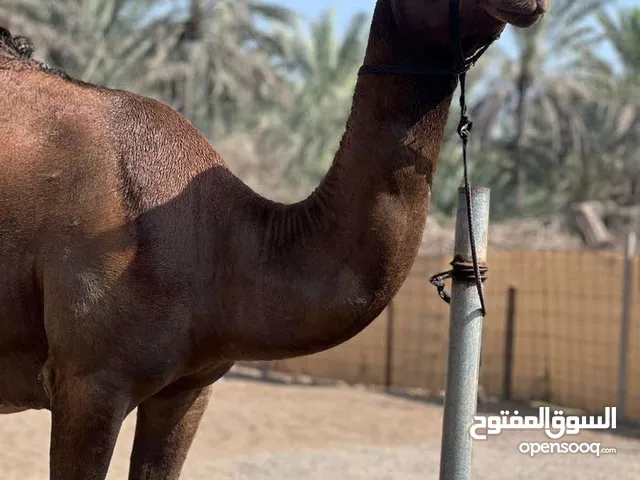 للبيع بكره صفرا