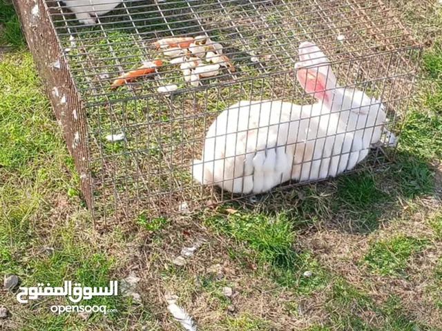 أرانب الله يبارك