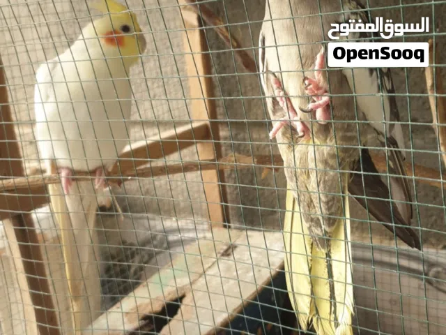 كوكتيل زوج نثيه وفحل البيع