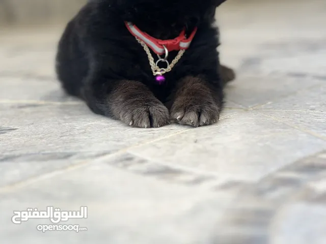 Black german shepherd 50 days