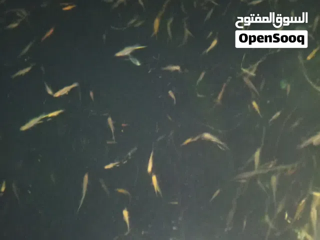 سمك زيان للبيع جملة