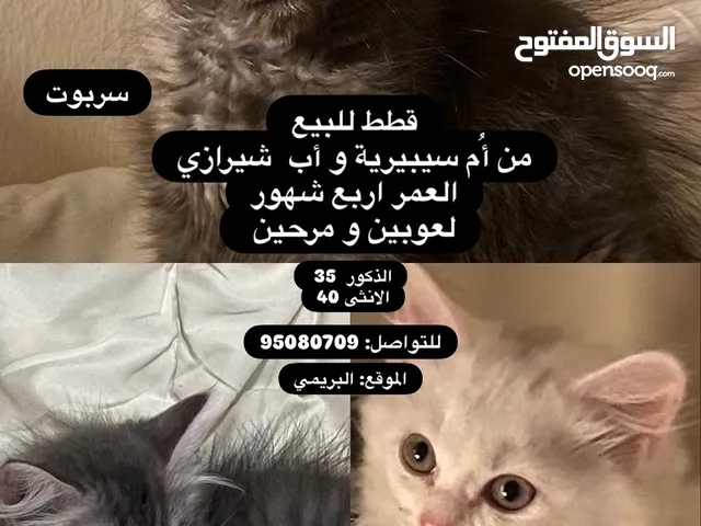 قطط للبيع للجادين فقط