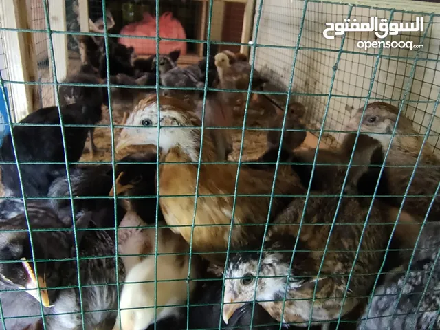 افراخ دجاج عرب للبيع (ملقحات) اقرا الوصف