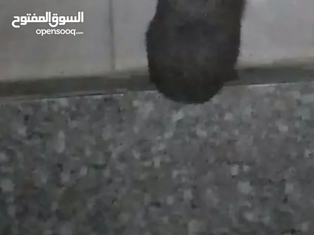 قنفذ للبيع. التواصل على الواتس اب.