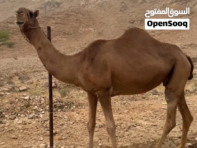 ناقه ناقه مدني من شهر 9  ما شاء الله