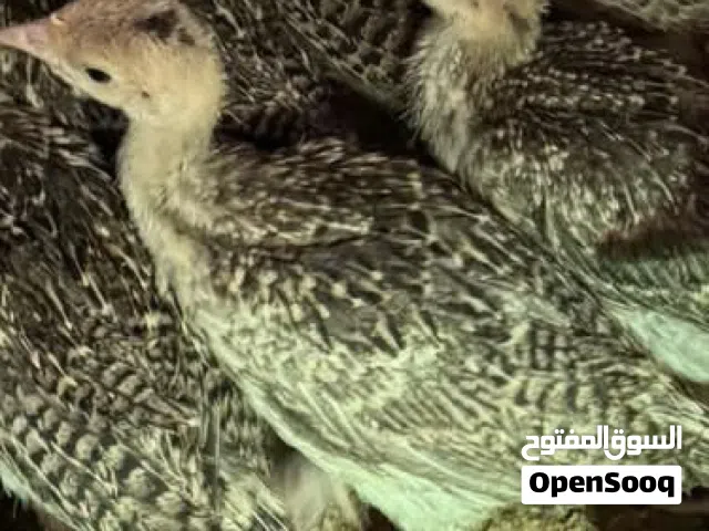 صيصان حبش بلدي أسود