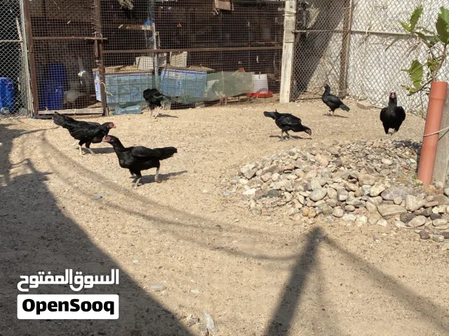 دجاج باكستاني للبيع