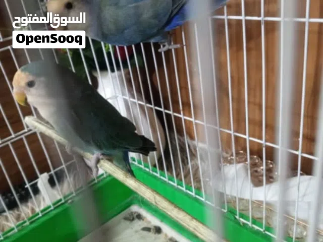 طير قندور زوج السعر خاص محافظه ديالى ناحيه جديده الشاطئ للتواصل معنا على واتساب فقط