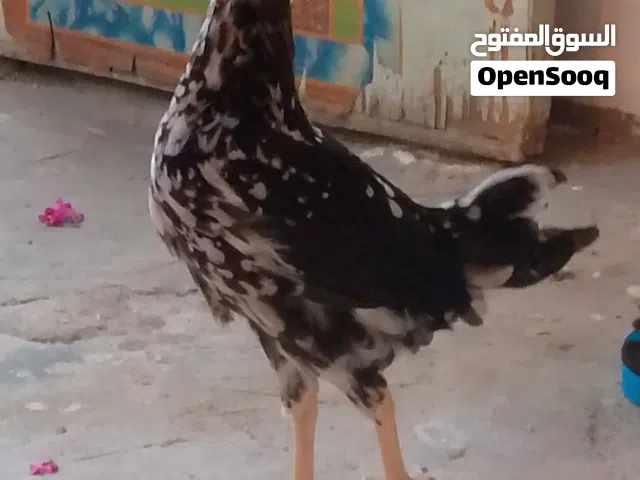 دجاج نظيف مالات بيت الوحده ب10والديج ب25ابيض دلك