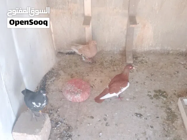 حمام للبيع تقريبا 45حبه معاهم 12فرخ مطلوب فيهم 90