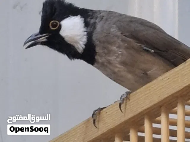 بلابل للبيع