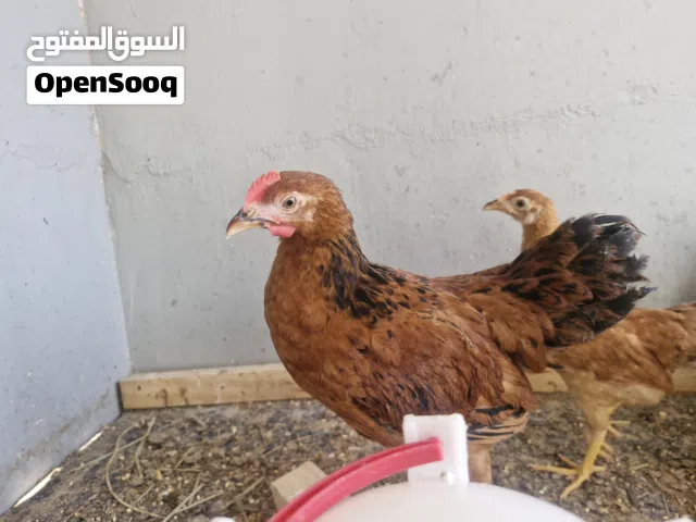 دجاج فرنسي الاحمر البياض بيور والابيض الفرنسي