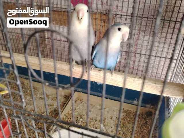 طيور روز لون ازرق وسكني