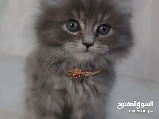 كتن بيرشن للبيع هو و اغراضه كاملة ب 140 (لتر بوكس ، اكسسوارات القطط ، منام جميل جدا واضح في الصور