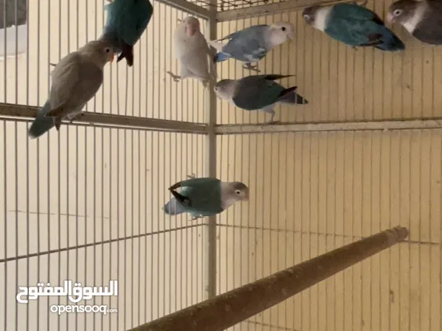 Love birds 11 pic sale 65bd