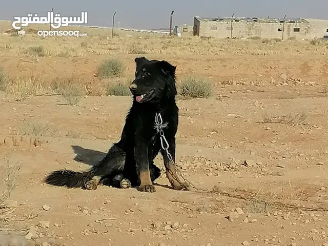 كلب جيرمن للبيع العمر 8اشهر