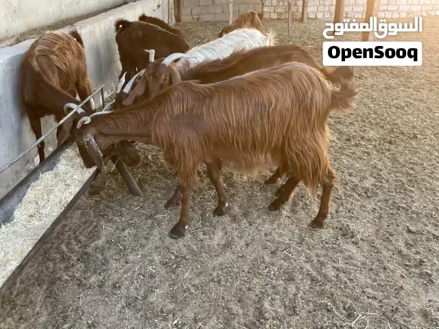معيز العدد 14العنز والدات تحتهم 23صغارهم  11جدي  12عناق  ومكسبات بعد صغارهم الزاوية