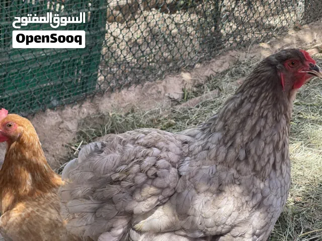 لبيع دجاجه سلالة البراهما الضخمه كبيره