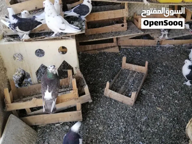 طيور ( حمام) للبيع