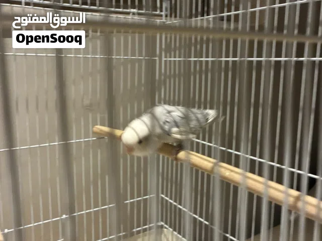 للبيع طير روز ربوه