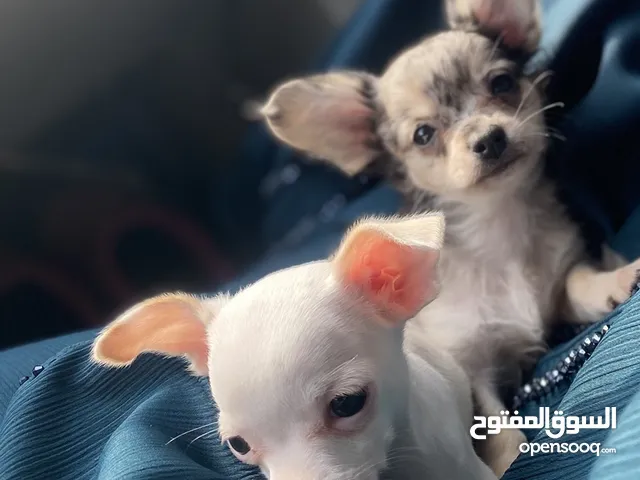 حراري شيواوا للبسع