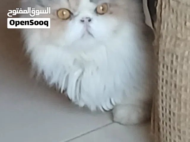 قطه شيرازي بيكي فيس بيور