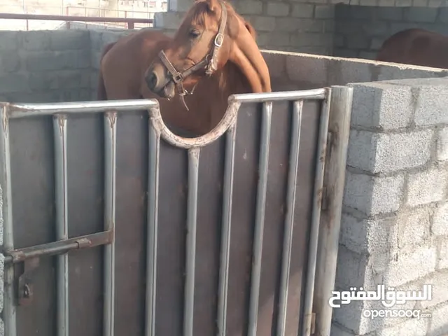 للبيع فرس عربيه اصيله العمر 3 سنوات مع الجواز