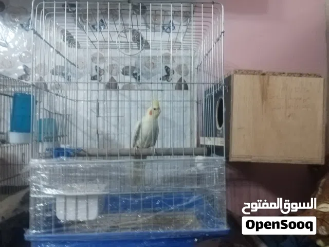 سلام عليكم ورحمة الله وبركاته موجود جوز كوكتيل لاتينيو تحتيهن بيضه ولسا بتكمل