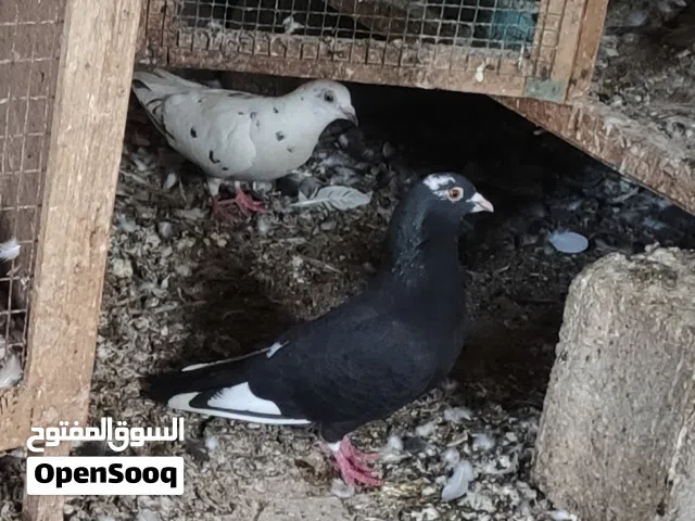 ثلاثة كوبيات  للبيع  زاجل و كوبية ذكر عربي خشين و انثى قلابة