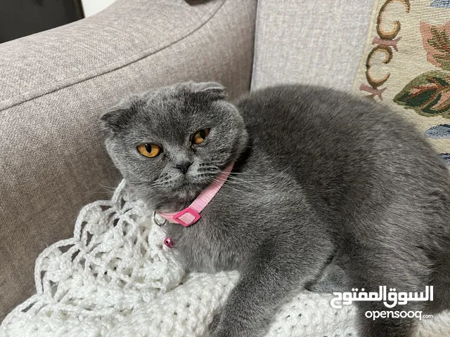 بسة انثى سكوتش
