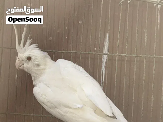 نثيه البينو عيون حمر صافي